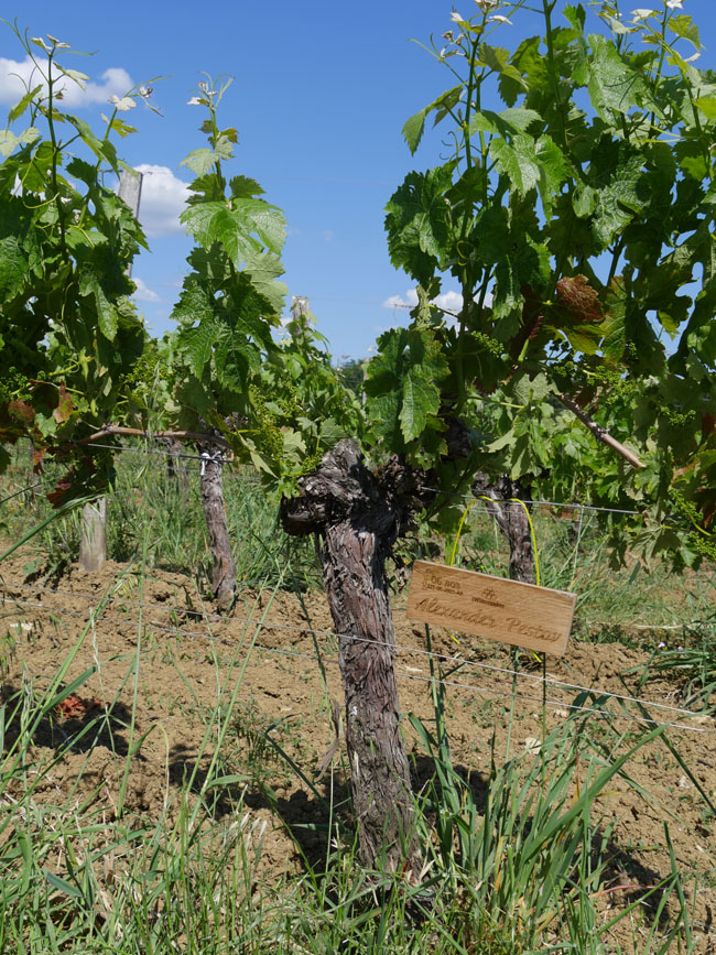 Виноградник на урожай